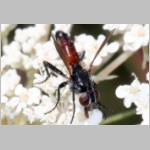 Cylindromyia sp - Raupenfliege 02a Teverener Heide.jpg